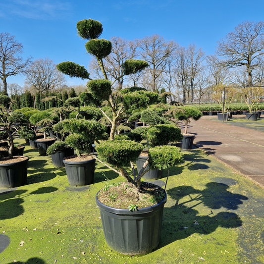Planta naturala Bonsai H240cm Juniperus media Mint Julep PS78/ in pamant