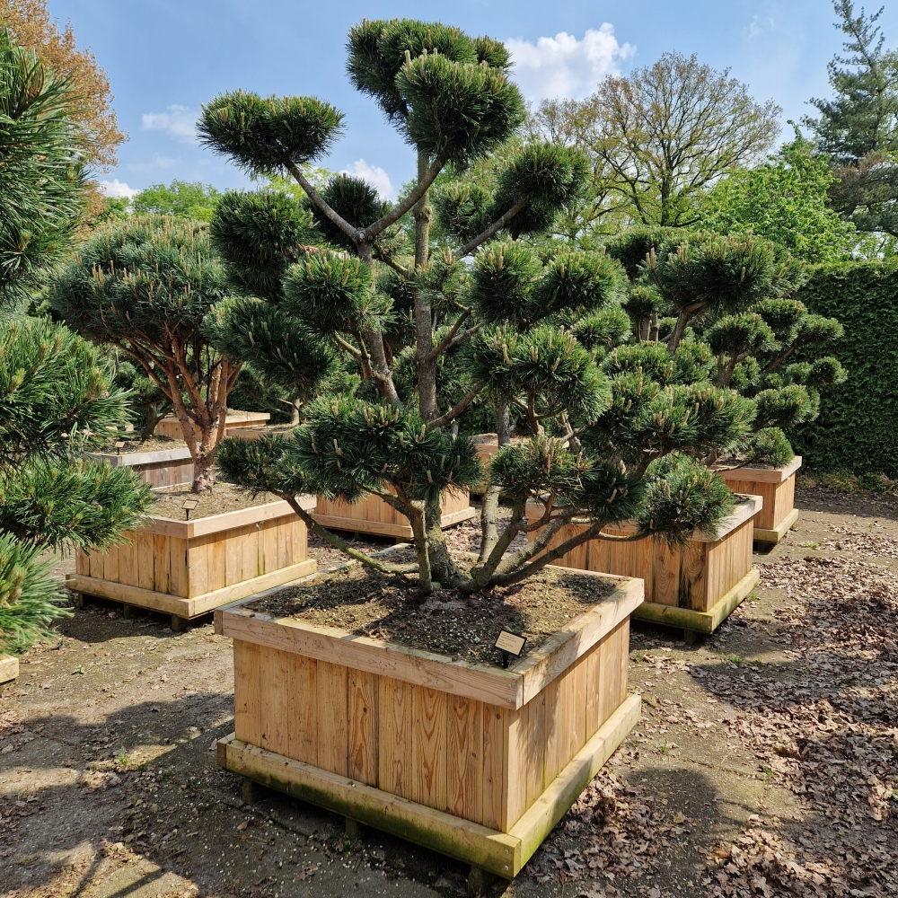 Planta naturala Bonsai H250cm Pinus mugo 'Gnom' PS110/ in pamant