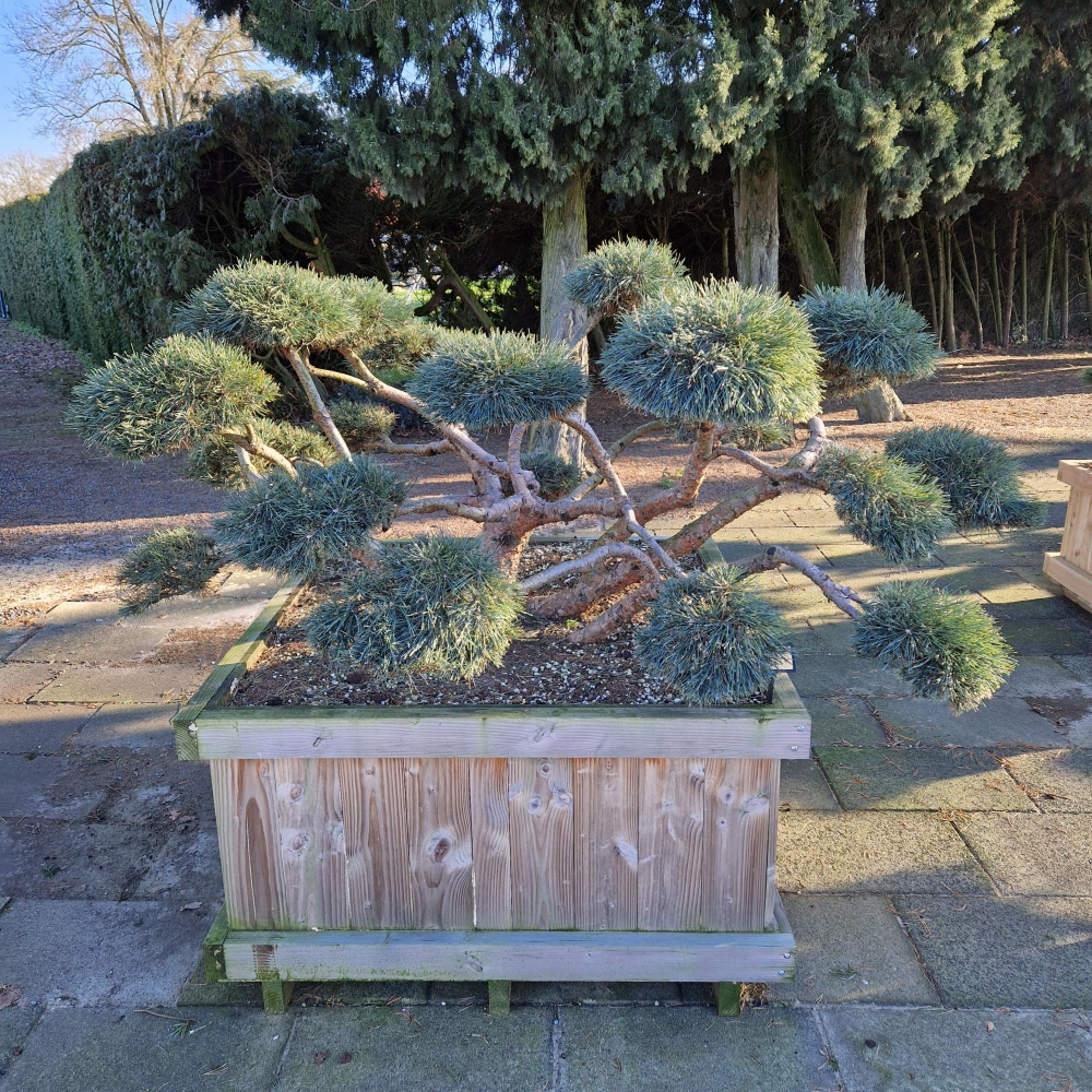 Planta naturala Bonsai H250cm Pinus sylvestris PS120/ in pamant