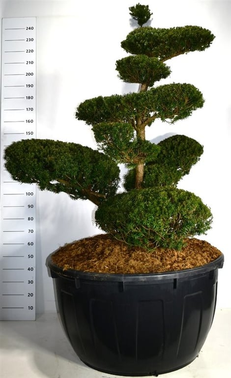 Planta naturala Bonsai H250cm Taxus cuspidata PS110/ in pamant