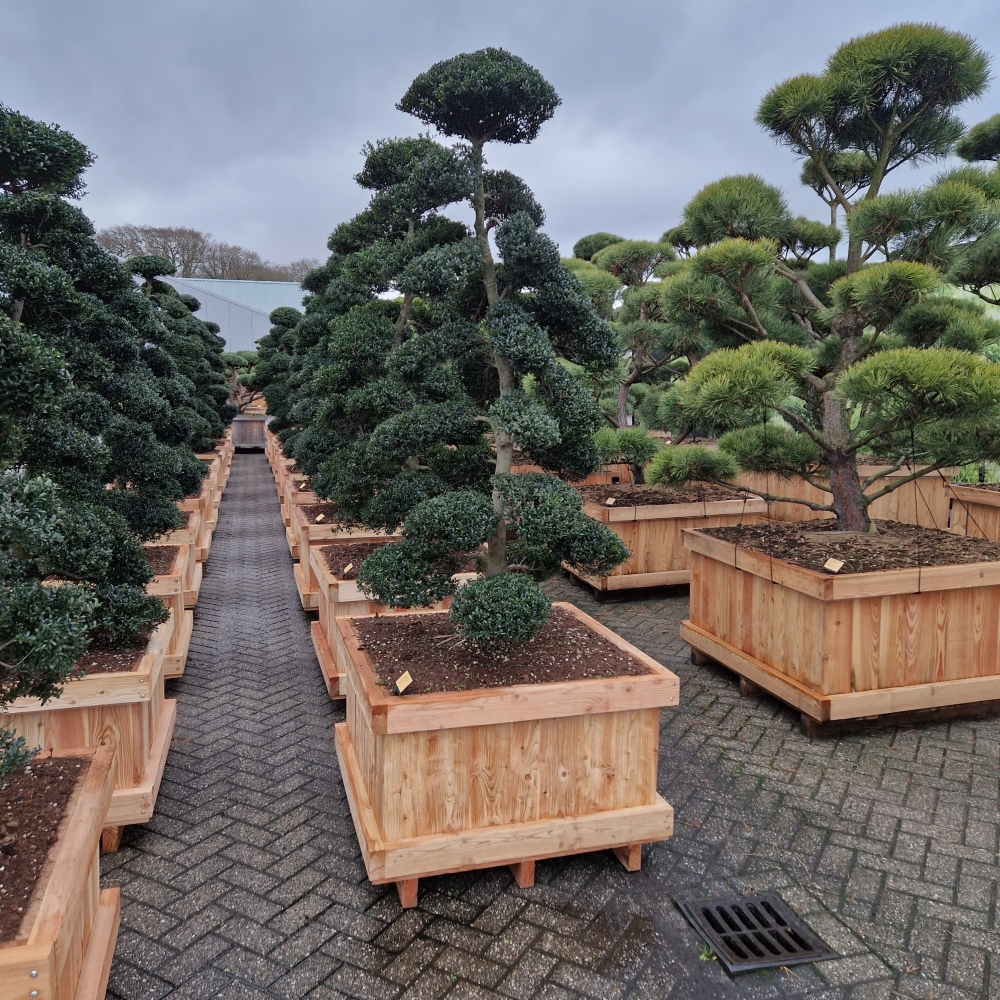 Planta naturala Bonsai H260cm Ilex crenata Kimne PS90/ in pamant