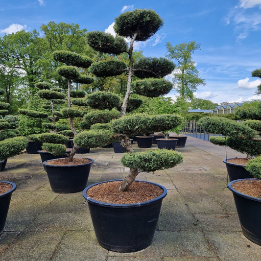 Planta naturala Bonsai H280cm Juniperus media Hetzii PS120/ in pamant
