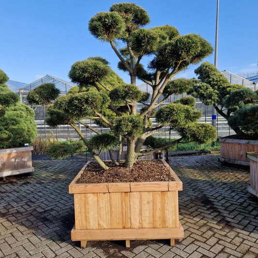 Planta naturala Bonsai H280cm Pinus mugo 'Gnom' PS120/ in pamant