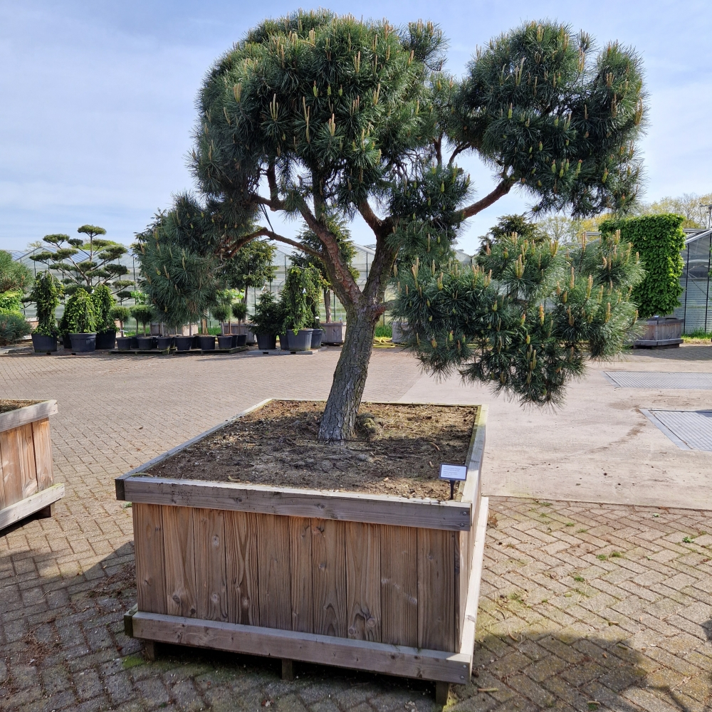 Planta naturala Bonsai H300cm Pinus sylvestris Norsky PS135/ in pamant