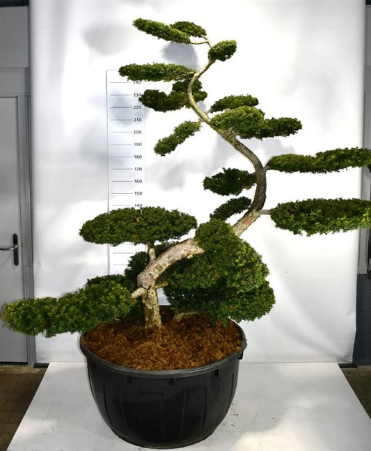 Planta naturala Bonsai H300cm Taxus baccata 'Summergold' PS110/ in pamant