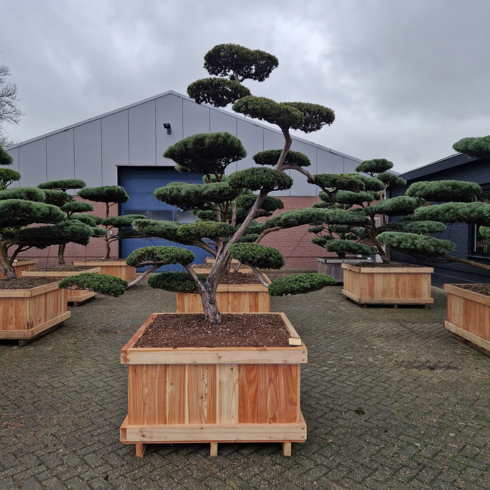 Planta naturala Bonsai H325cm Taxus cuspidata PS120/ in pamant