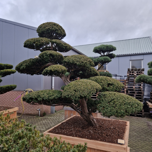 Planta naturala Bonsai H350cm Taxus cuspidata PS130/ in pamant