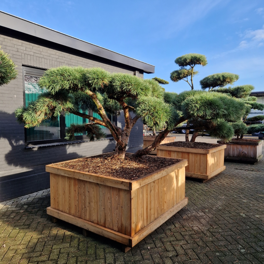 Planta naturala Bonsai H375cm Pinus sylvestris Repens PS150/ in pamant