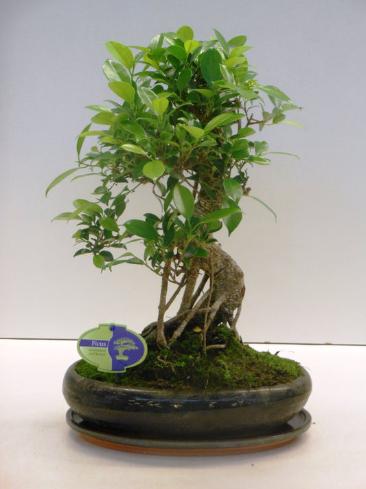 Planta naturala Bonsai H45cm Ficus retusa cu farfurie PS29/ in pamant