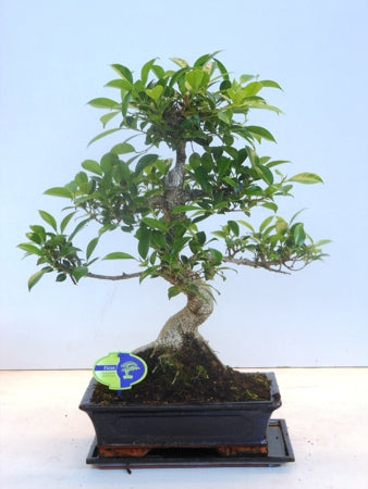 Planta naturala Bonsai H50 cm PS30 cm in pamant