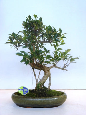 Planta naturala Bonsai H50 cm PS39 cm in pamant
