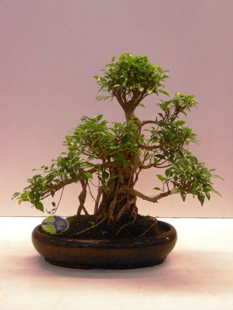 Planta naturala Bonsai H60 cm PS43 cm in pamant