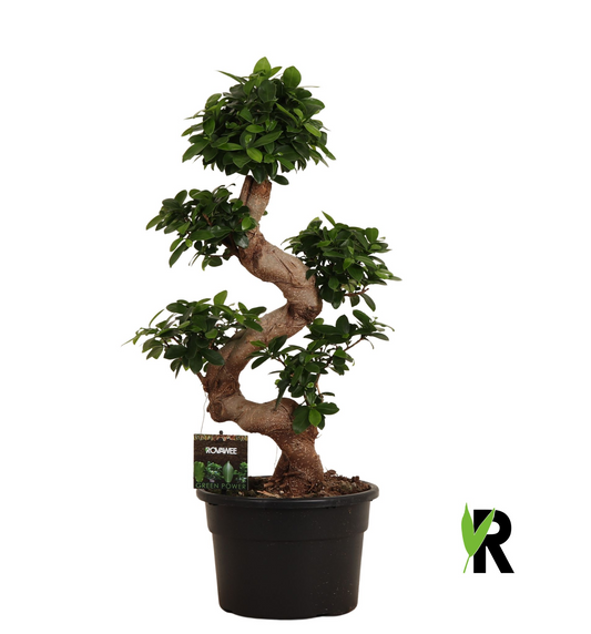 Planta naturala Bonsai H70cm Ficus microcarpa Ginseng PS23/ in pamant