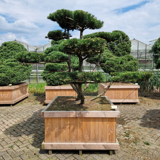 Planta naturala Bonsai H90cm Pinus mugo 'Gnom' PS120/ in pamant