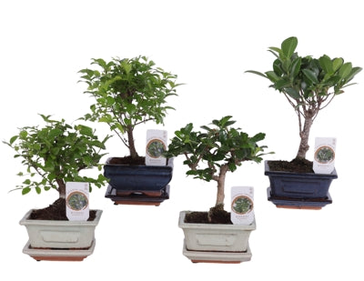 Planta naturala Bonsai mixed a piece H20 cm PS12 cm in pamant