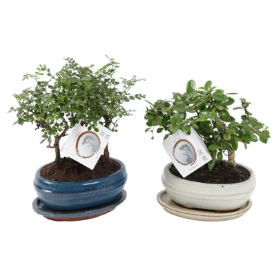 Planta naturala Bonsai mixed a piece H23 cm PS16 cm in pamant