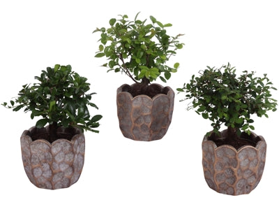 Planta naturala Bonsai mixed a piece H25 cm PS12 cm in pamant