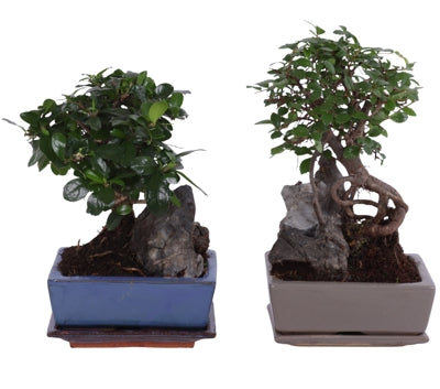 Planta naturala Bonsai mixed a piece H30 cm PS15 cm in pamant