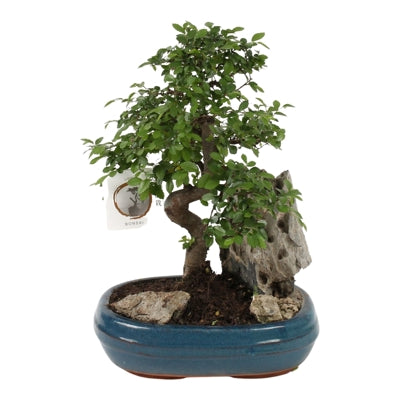 Planta naturala Bonsai mixed a piece H30 cm PS26 cm in pamant