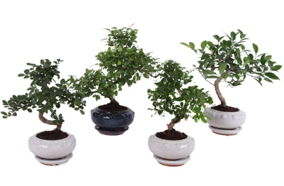 Planta naturala Bonsai mixed a piece H35 cm PS17 cm in pamant