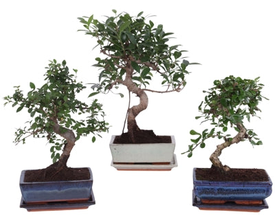 Planta naturala Bonsai mixed a piece H35 cm PS20 cm in pamant