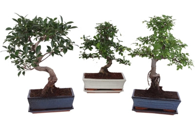 Planta naturala Bonsai mixed a piece H38 cm PS25 cm in pamant