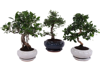 Planta naturala Bonsai mixed a piece H40 cm PS19 cm in pamant