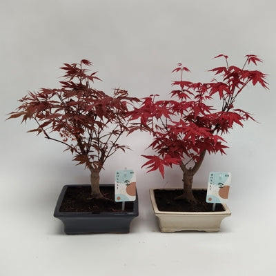 Planta naturala Bonsai mixed a piece H40 cm PS20 cm in pamant