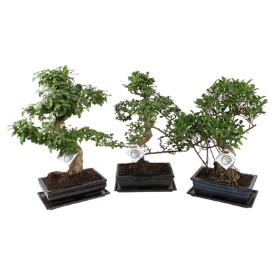Planta naturala Bonsai mixed a piece H40 cm PS30 cm in pamant
