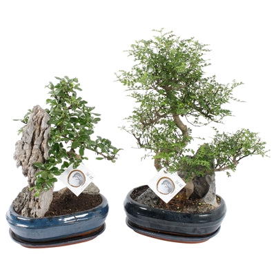 Planta naturala Bonsai mixed a piece H45 cm PS26 cm in pamant