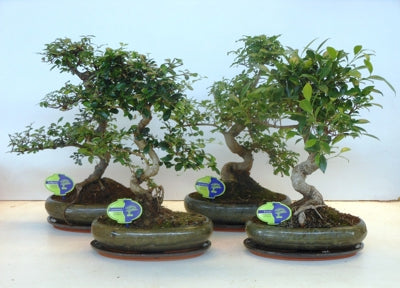Planta naturala Bonsai mixed a piece H45 cm PS29 cm in pamant