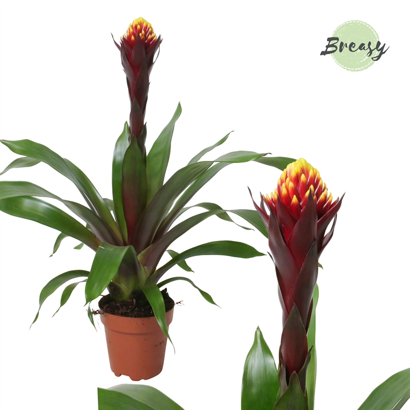 Planta naturala Bordeaux H45cm Guzmania Rockyflower Akabar PS12/ in pamant