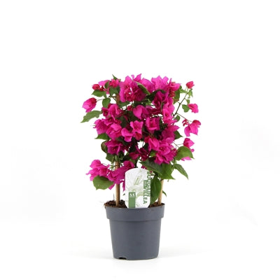 Planta naturala Bougainvillea 'Sanderiana' H45 cm PS14 cm in pamant