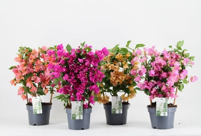 Planta naturala Bougainvillea 'Sanderiana' H55 cm PS17 cm in pamant