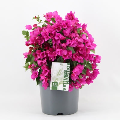 Planta naturala Bougainvillea 'Sanderiana' H55 cm PS26 cm in pamant