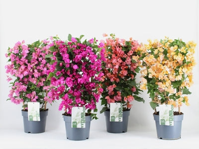 Planta naturala Bougainvillea 'Sanderiana' H70 cm PS21 cm in pamant
