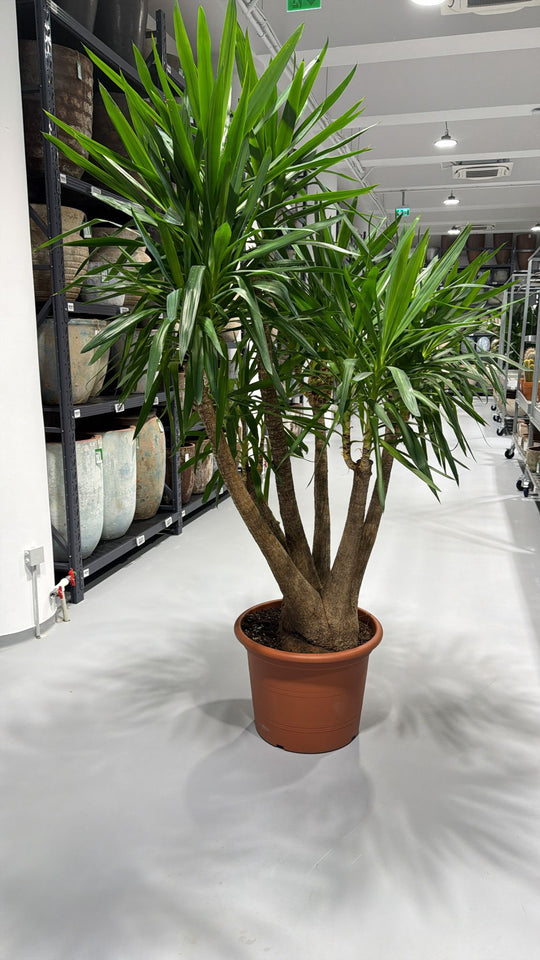Planta naturala Branched 6 trunchiuri H260cm Yucca elephantipes PS60/45 in pamant