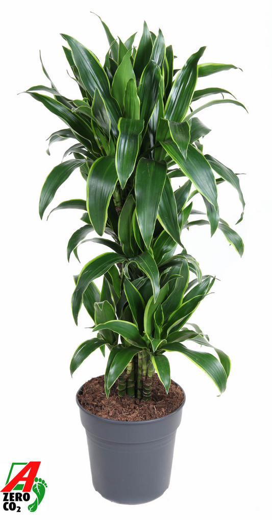 Planta naturala Branched bush H120cm Dracaena fragrans (Deremensis Grp) 'Art' PS27/ in pamant