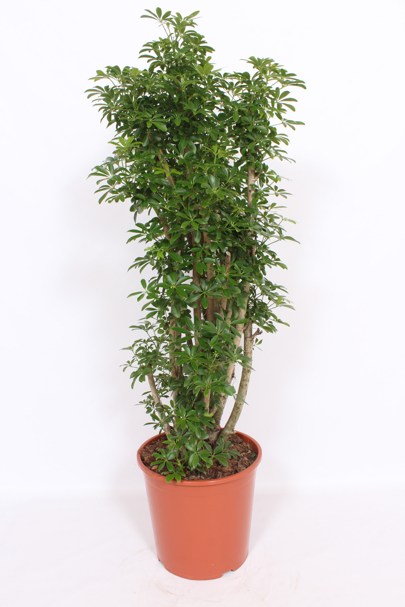 Planta naturala Branched bush H130cm Schefflera arboricola 'Luseana' PS30/ in pamant