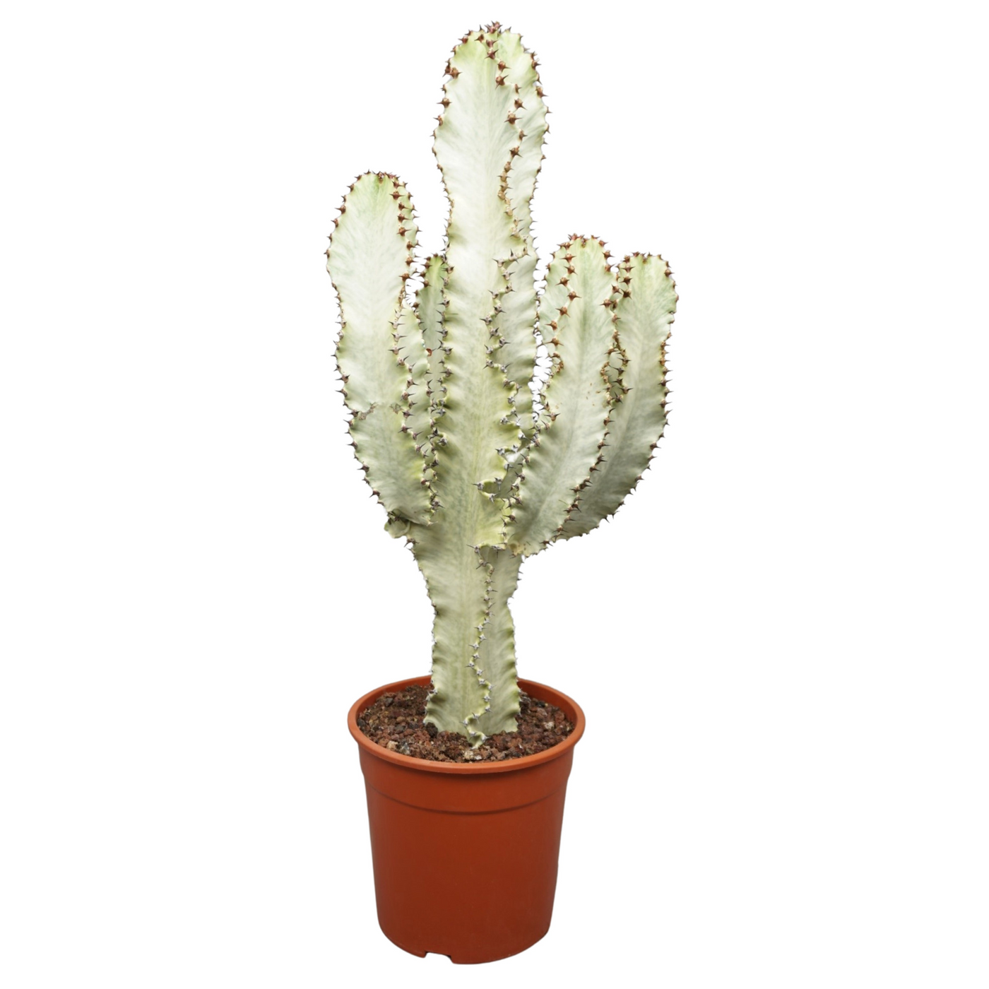 Planta naturala Branched bush H75cm Euphorbia marmorata PS24/ in pamant