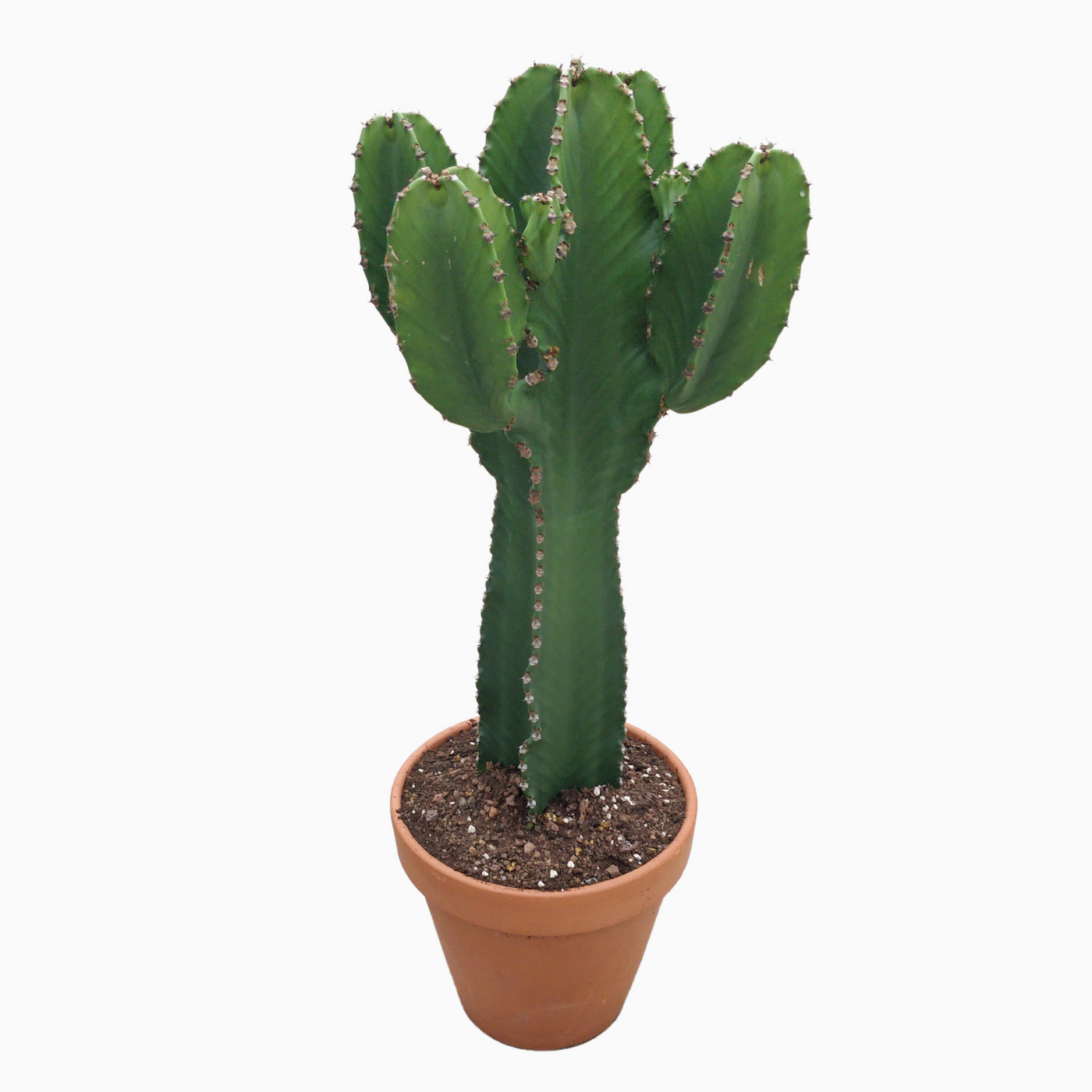Planta naturala Branched bush H80cm Euphorbia ingens PS31/ in pamant
