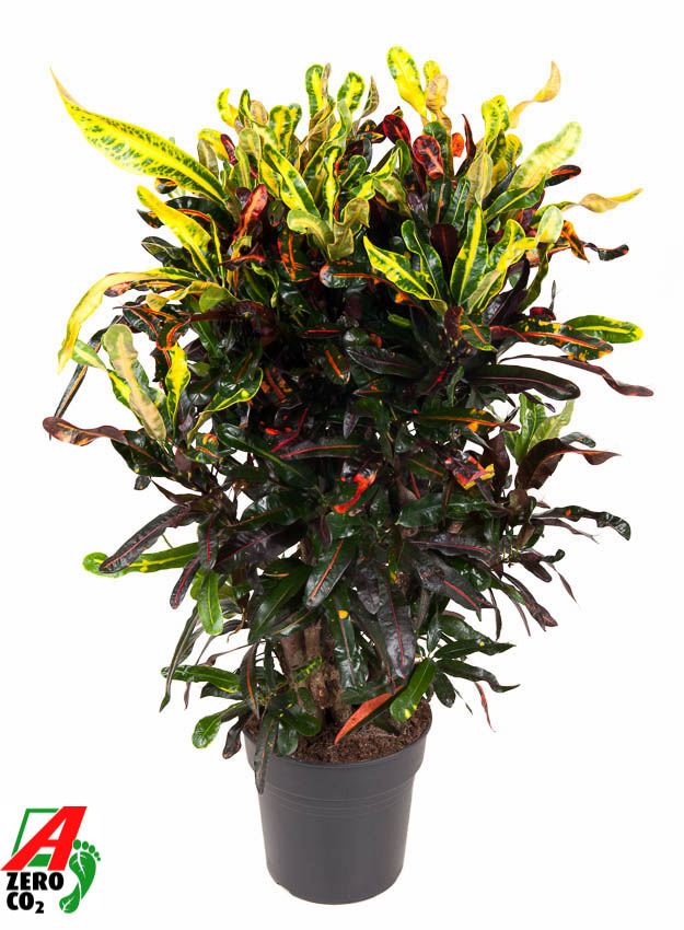 Planta naturala Branched H100cm Codiaeum variegatum 'Mammi' PS27/ in pamant