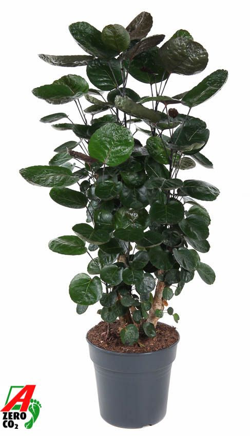 Planta naturala Branched H100cm Polyscias 'Fabian' PS21/19cm in pamant