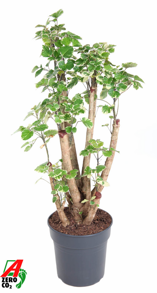 Planta naturala Branched H110cm Polyscias 'Balfouriana' PS27/ in pamant