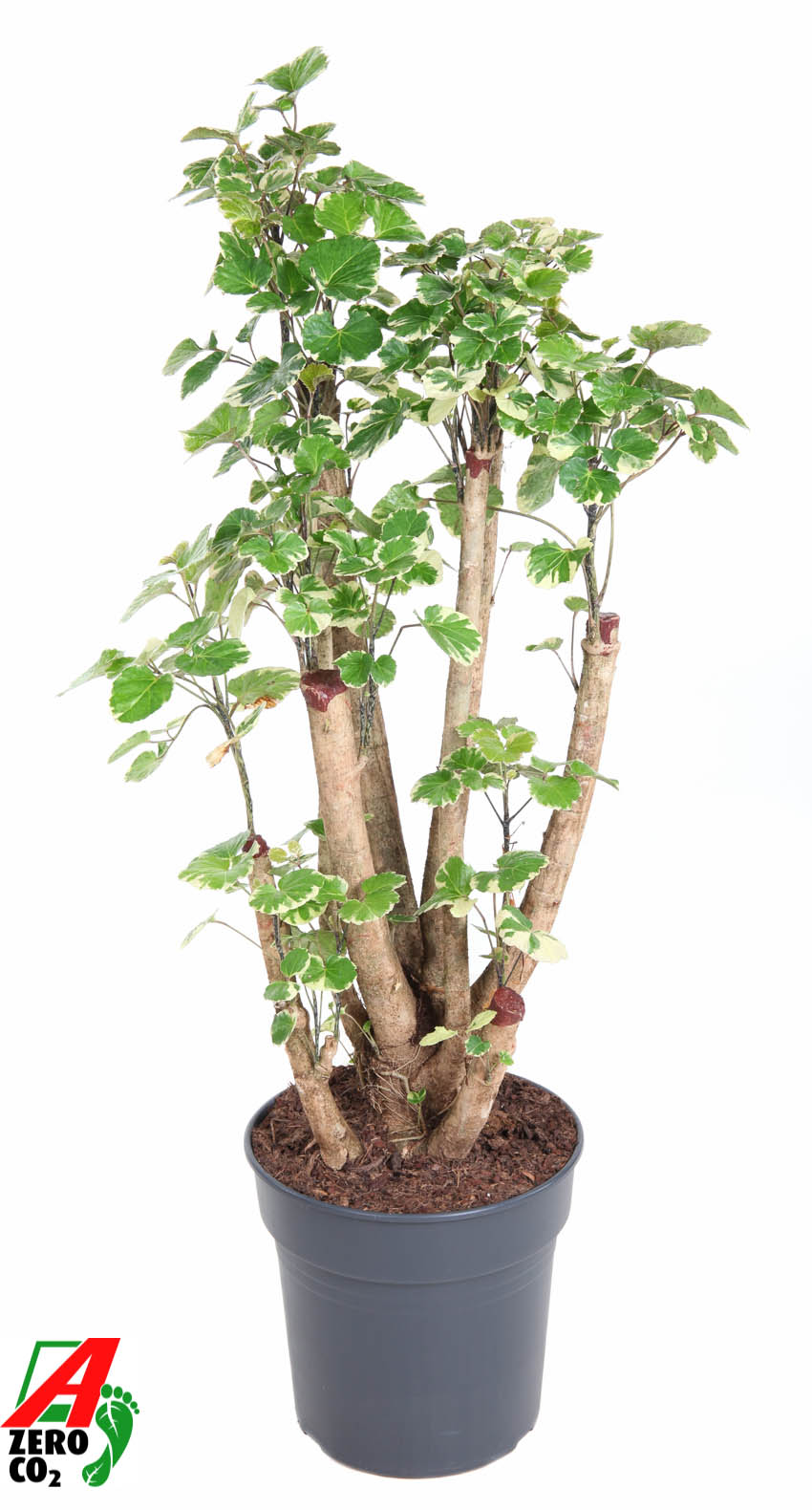 Planta naturala Branched H110cm Polyscias 'Balfouriana' PS27/ in pamant