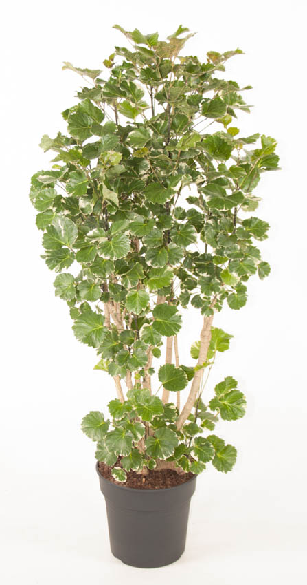 Planta naturala Branched H130cm Polyscias 'Balfouriana' PS32/ in pamant