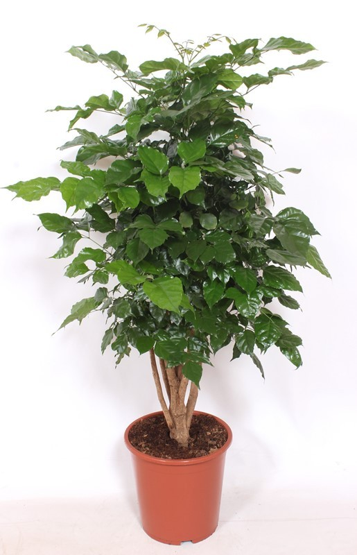 Planta naturala Branched H140cm Radermachera hainanensis PS27/ in pamant