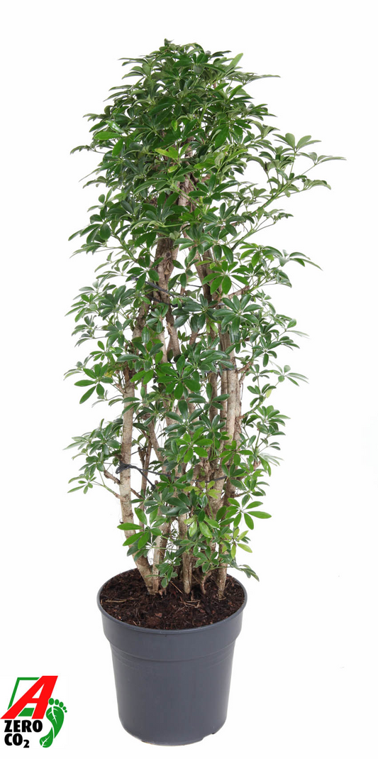 Planta naturala Branched H140cm Schefflera arboricola 'Luseana' PS31/ in pamant