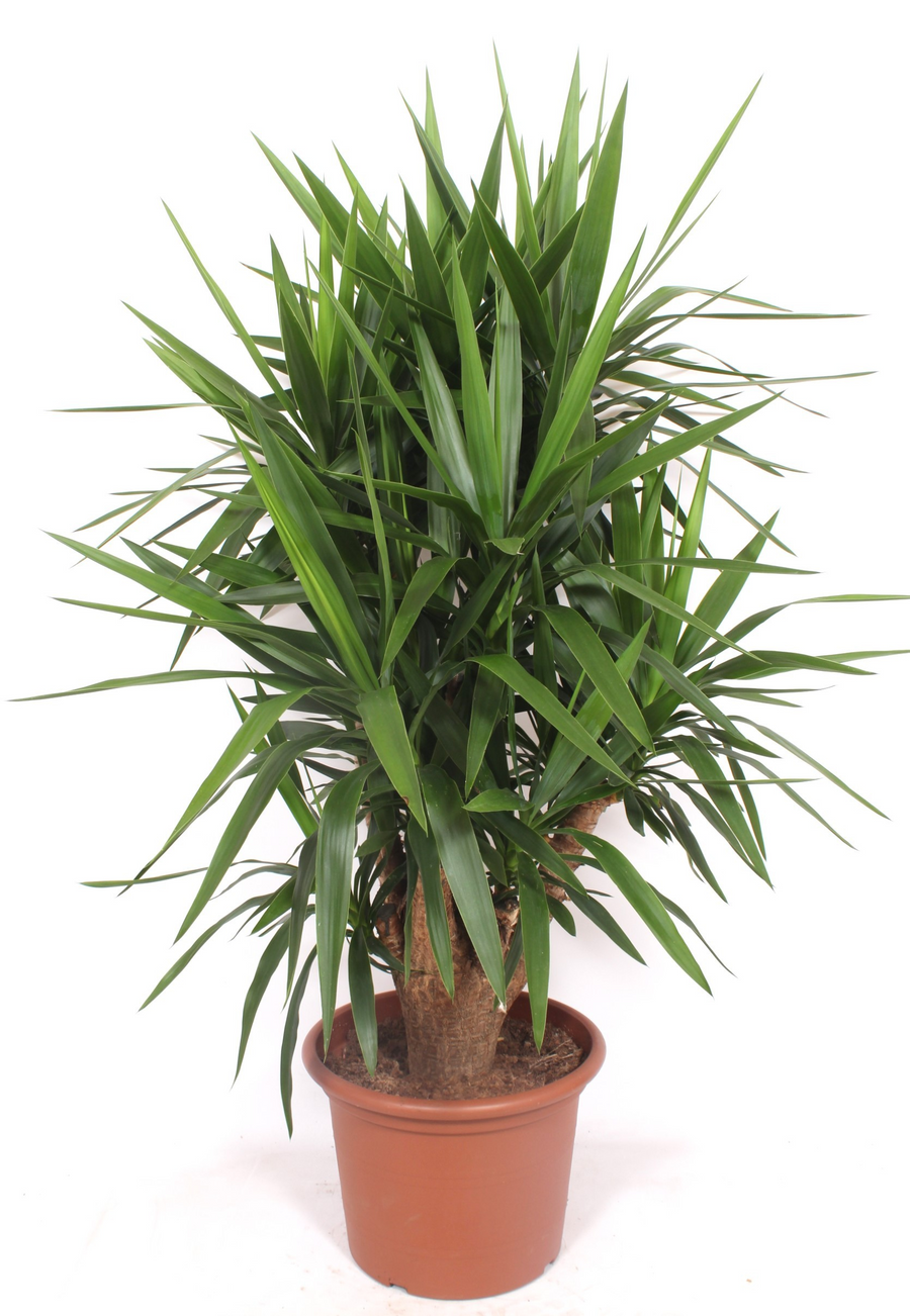 Planta naturala Branched H160cm Yucca elephantipes PS40/ in pamant