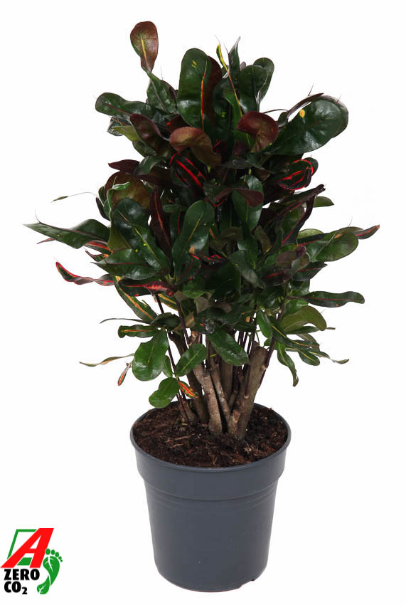 Planta naturala Branched H60cm Codiaeum variegatum 'Mammi' PS19/ in pamant